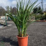 Kordylína austrálska (Cordyline Australis) - výška 100-125 cm, kont. C18L (-12°C)